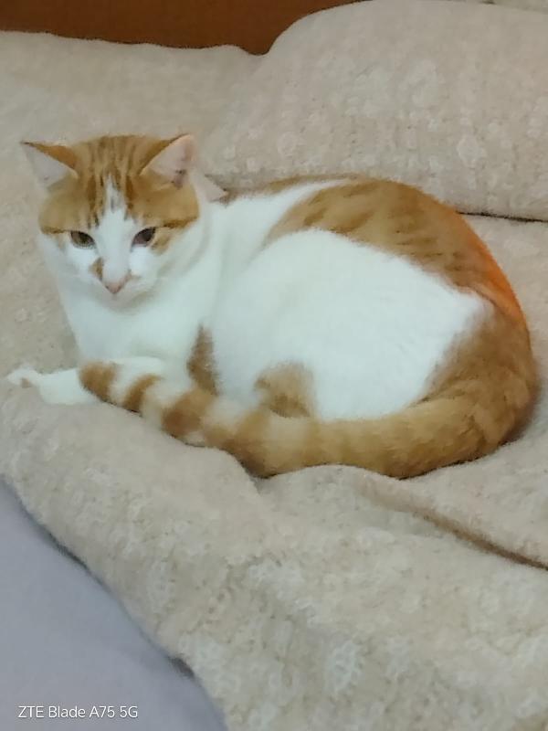 Artu' - Gattino Di 10 Mesi